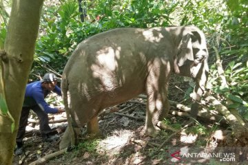 BKSDA Aceh berhasil selamatkan anak gajah dari jerat tali