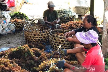 Ratusan warga di Nusa Lembongan beralih jadi pembudidaya rumput laut