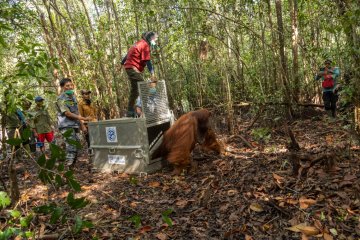 Tim gabungan selamatkan satu orangutan jantan di Ketapang