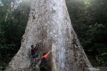 Pengukuran pohon berusia 560 tahun