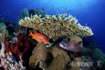 ACB gelar lomba foto keanekaragaman hayati ASEAN