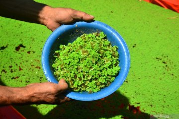 Budidaya tanaman Azolla