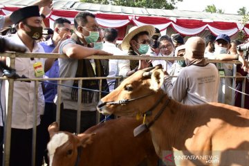 Mentan panen 1.000 ekor pedet di Lombok Tengah