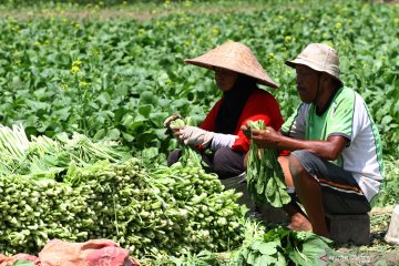 Bungaran Saragih: Pasar produk hortikultura naik selama pandemi