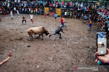 Tradisi laga banteng di Nicaragua tetap berlangsung di tengah pandemi