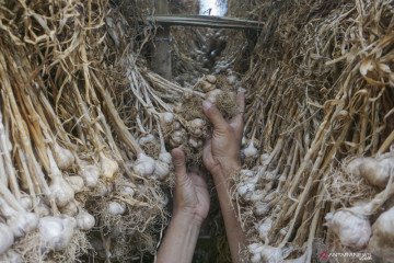 Hoaks! Tutup hidung dengan bawang putih dapat keluarkan lendir dari paru-paru