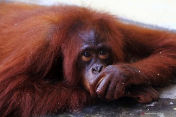 Polres Mempawah sita Orangutan dari rumah warga