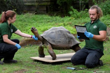 Timbang badan aneka satwa di London Zoo