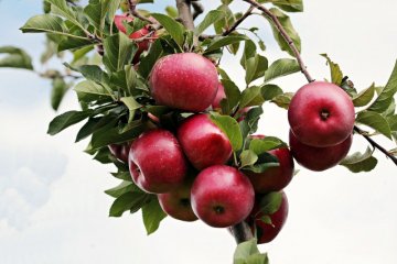 Rekomendasi makanan seimbangkan mikrobiota saluran cerna anak