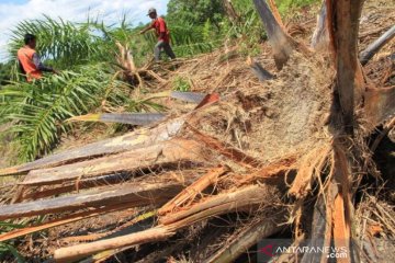 Kawanan gajah merusak kebun kelapa sawit warga di Aceh Barat