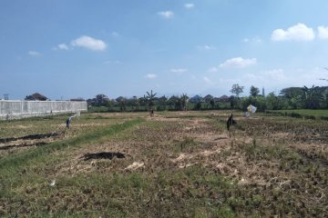 Sekitar 400 hektare lahan pertanian di Mataram berpotensi kekeringan