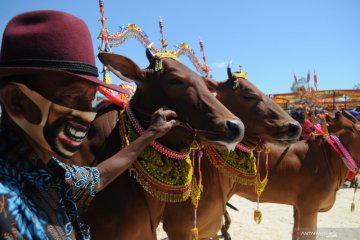 Kontes sapi sonok