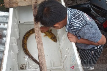 Pemancing di Agam temukan ikan sidat langka di Sungai Batang Antokan
