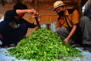 Inovasi fermentasi eceng gondok sebagai pakan ternak alternatif