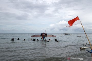 Peringatan Hari Hiu Paus Internasional