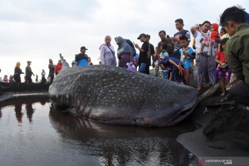 Kemarin, hiu paus terdampar hingga kasus COVID-19 terus bertambah