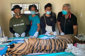 BBKSDA cek kesehatan harimau yang ditangkap di Tapanuli Selatan