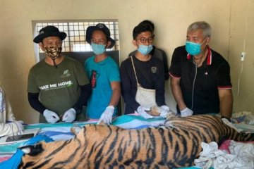 Harimau sumatera mati di Riau akibat terjerat di leher