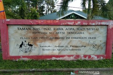 Sebanyak 19 ekor Anoa ada di Taman Nasional Rawa Aopa
