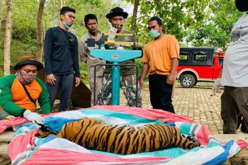 BBKSDA Sumut selamatkan harimau sumatera hindari konflik satwa-manusia