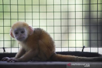 Bayi Lutung Jawa di TSJJ Solo