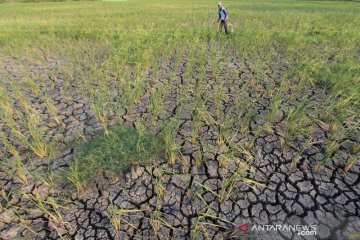 Sawah mengering di Cirebon