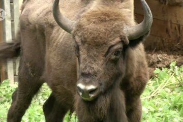 Delapan bison muda dilepaskan ke alam liar di Ossetia Utara