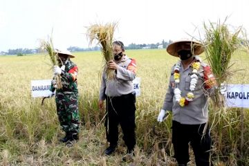 Panen padi di tengah pandemi untuk ketahanan pangan warga