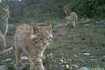 Kawanan kucing gurun tertangkap kamera di China barat laut