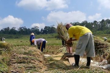 Panen padi di lahan seluas 28 ribu hektare di Temanggung