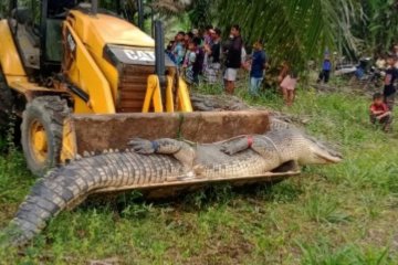 Warga Babel evakuasi buaya raksasa dengan buldoser