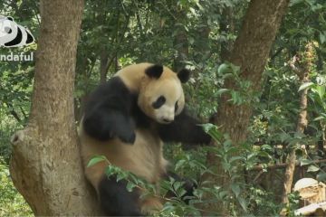 Aksi menggemaskan panda raksasa di atas pohon