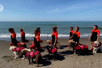 Betapa profesionalnya para anjing penjaga pantai di Italia