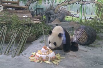 Panda raksasa Xing’an rayakan ultah di China selatan
