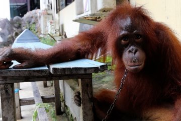 Polres Mempawah temukan warga miliki orangutan