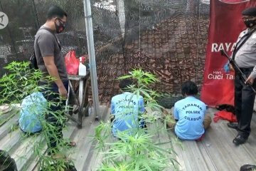 Polrestro Tangerang Kota ungkap ladang ganja di dalam perumahan