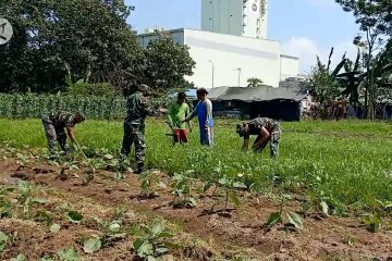 TNI di Cilegon sulap lahan tidur jadi lahan pangan produktif 