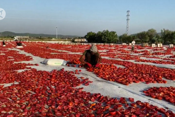 Turki memulai kampanye ekspor tomat keringnya ke 60 negara