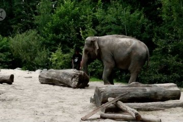 Kisah gajah Asia di Kebun Binatang Ljubljana
