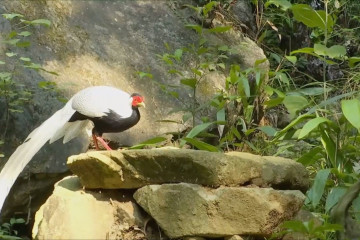 Panggilan sarapan untuk burung pegar perak di Mingxi