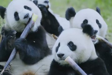Pertunjukan daring habitat panda raksasa diluncurkan di Sydney