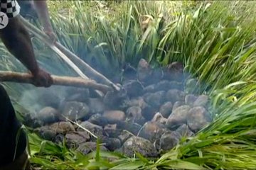 Mahasiswa Papua di Ternate gelar ritual bakar batu rayakan wisuda