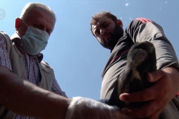 Dokter hewan yang merawat ternak para pengungsi di perdesaan Irak