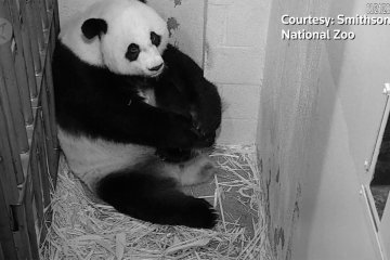 Panda raksasa memeluk bayi barunya yang sehat di Washington