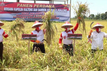 Panen perdana dari