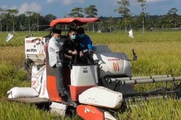 Sektor pertanian penyelamat pertumbuhan ekonomi di masa pandemi