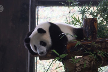 Shanghai cari nama untuk bayi panda raksasa