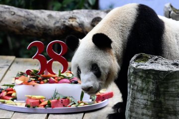 Panda raksasa penangkaran tertua di dunia rayakan ultah ke-38