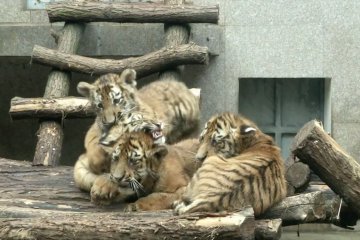 Anak kembar empat harimau Siberia yang menggemaskan