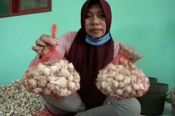 Indonesia kejar swasembada bawang putih